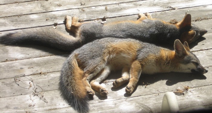 Basking Foxes